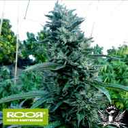 RooR Seeds i2 ROOR Bubba OG